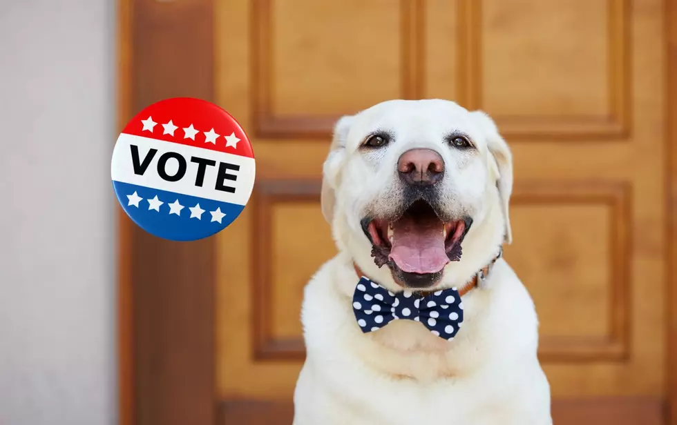 Did You Know 1 Of 3 Dog Mayors In The U.S. Is Here In Colorado?