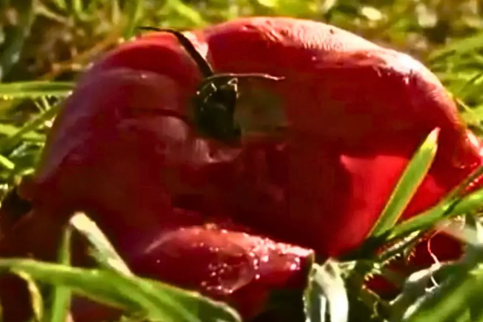Crazy Fun in Colorado – The Great Colorado vs. Texas Tomato War