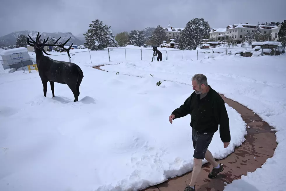 Calving Season in Full Swing for Elk in Estes Park