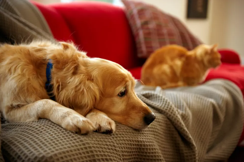 Is COVID-19 a Threat to Pets? Here’s What Larimer Humane Society Says