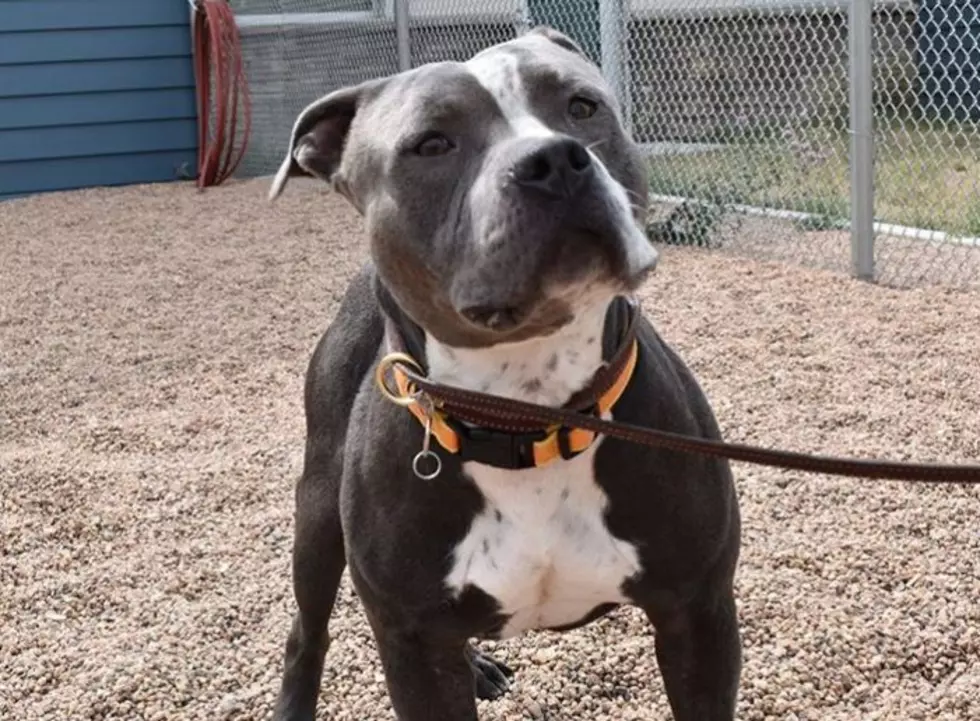 There’s Only One Adoptable Dog at Larimer Humane Society — Are You His Fur-ever Home?