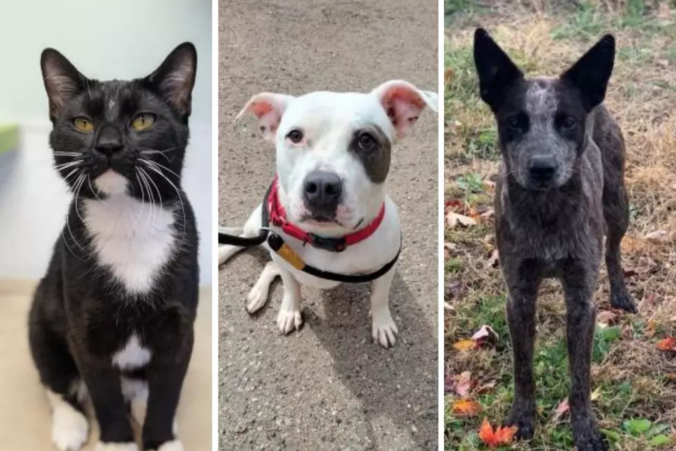 Adoption Special: Humane Society of Weld County Is at Capacity Due to Tornado
