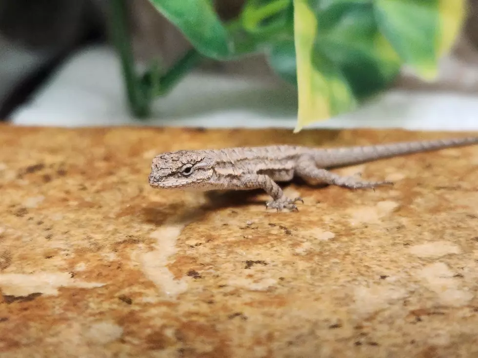 Arizona to Colorado: The Tale of the Traveling Tree Lizard